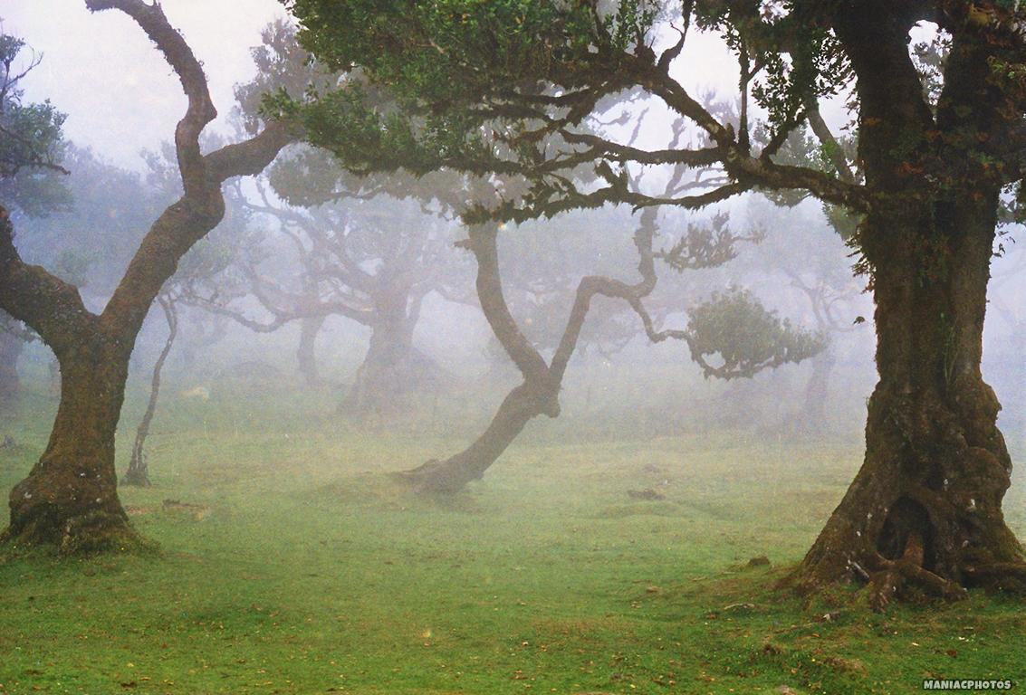 Canon T50 Madeira