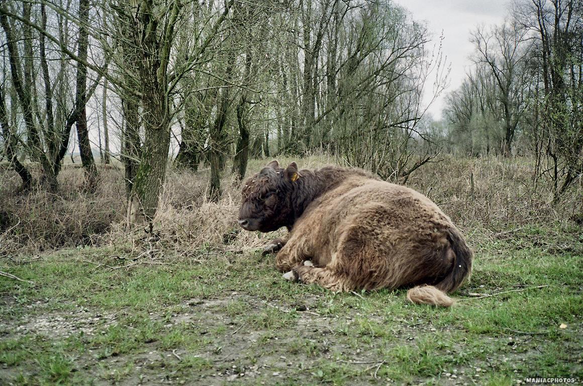 Minolta-High-Matic-AF2-13