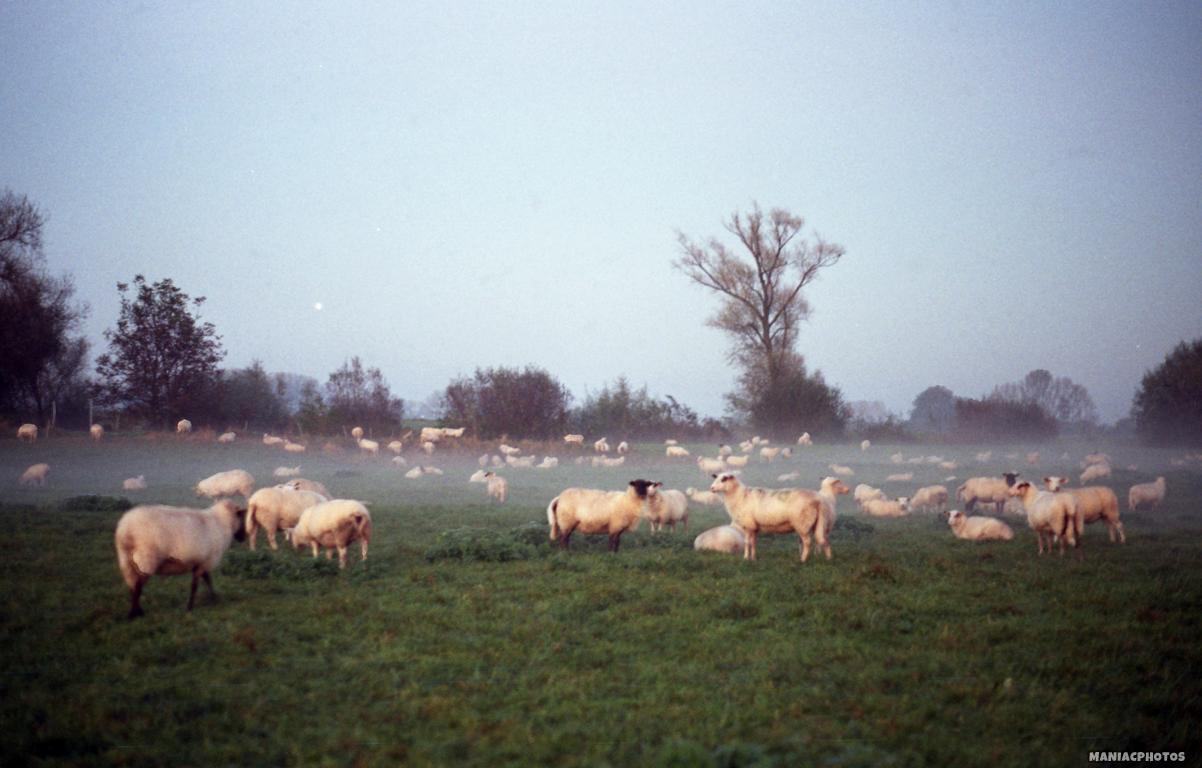 minolta-x-370s-6