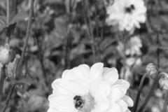 olympus-mju-iii-wide-100.5