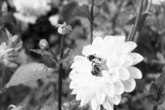 olympus-mju-iii-wide-100.6