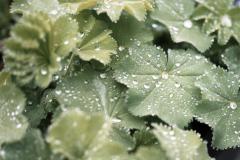 Praktica-super-TL100.16