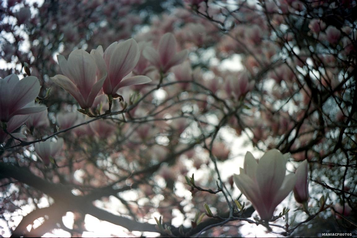 ricoh500g_6