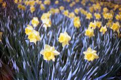 ricoh500g_7